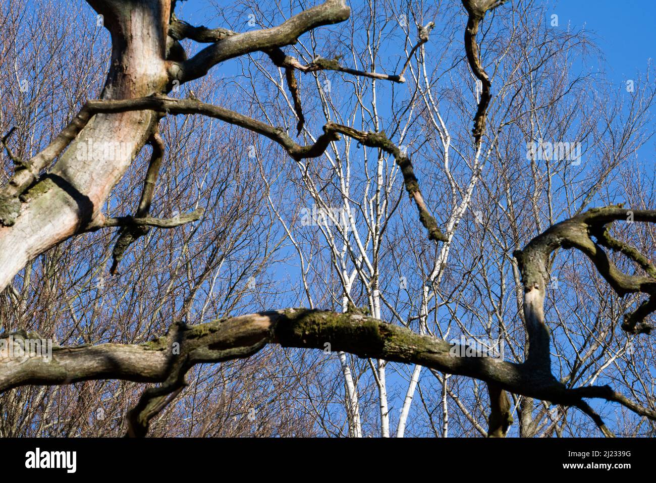 Arbres morts, forêt primitive Urwald Sababurg, Hofgeismar, Weser Uplands, Weserbergland, Hesse, Allemagne Banque D'Images