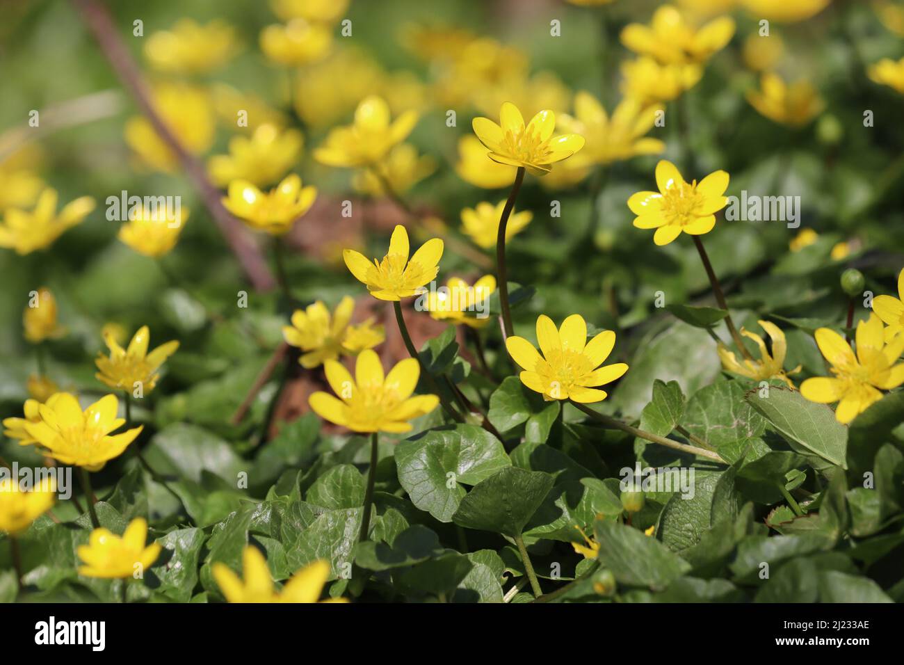 Les fleurs de printemps jaune vif de la petite Celandine (Ficaria verna), fleurissent dans le cadre naturel d'une forêt. Un grand groupe de fleurs avec Banque D'Images