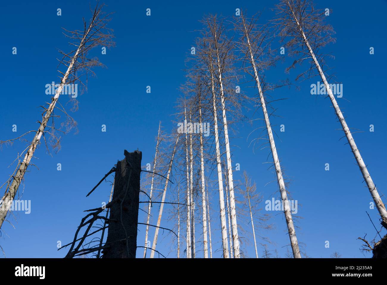 Arbres morts d'épinette (Picea abies), forêt primitive Urwald Sababurg, Hofgeismar, Weser Uplands, Weserbergland, Hesse, Allemagne Banque D'Images