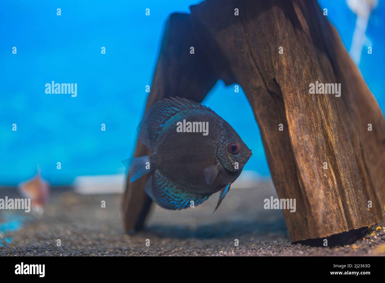 Vue rapprochée du poisson à motif peau de serpent bleu cichlid nageant dans l'aquarium. Suède. Banque D'Images