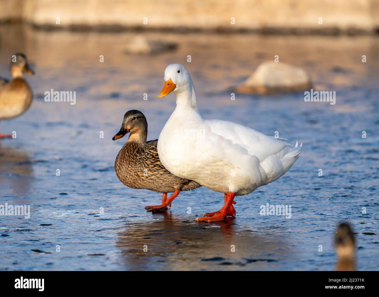 Un canard colvert femelle cozied jusqu'à un canard de Pékin montre la différence de taille frappante entre les deux races. Banque D'Images