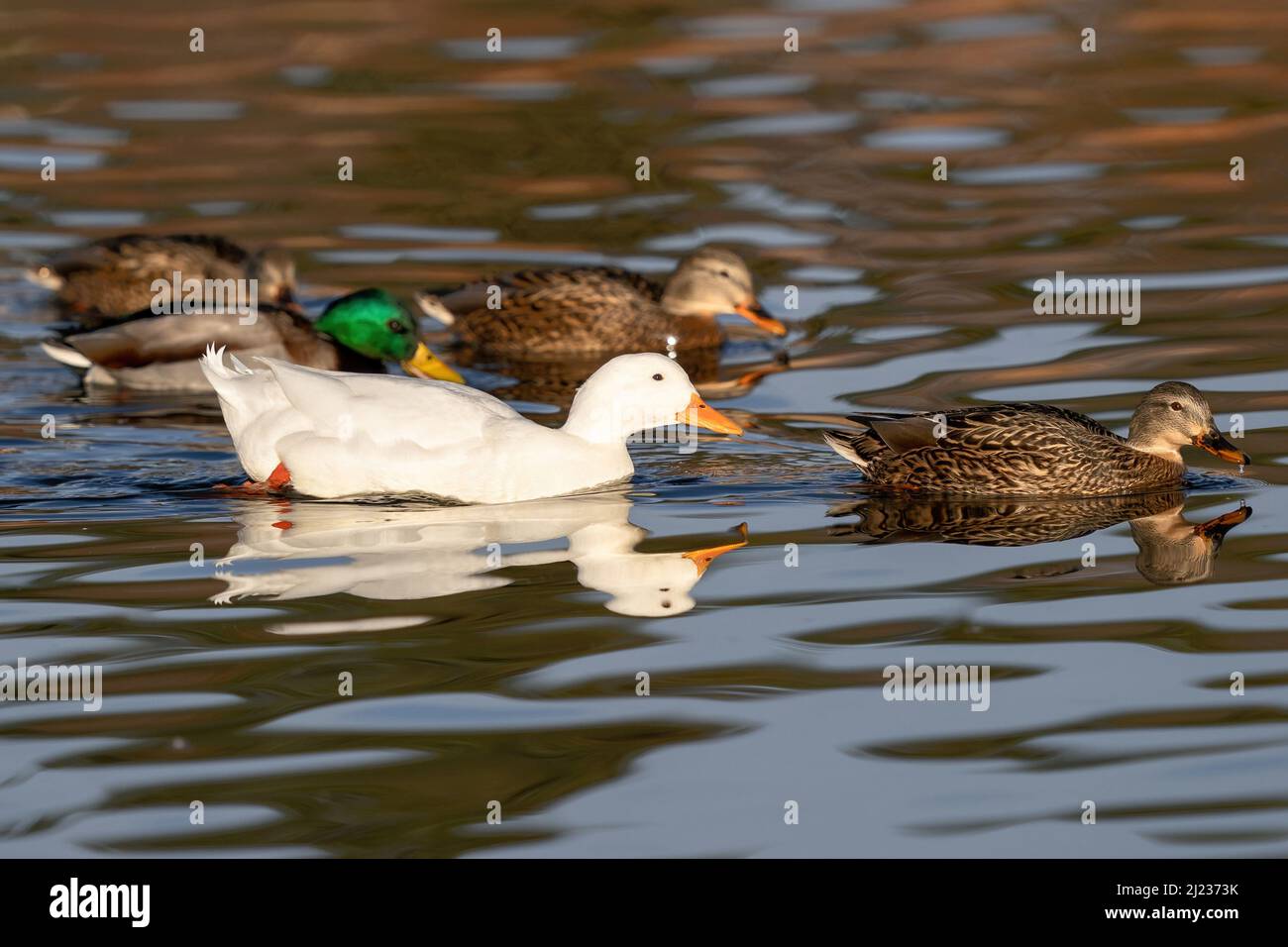 Un canard de Pekin nageant avec un groupe de canards colverts dans un étang. Banque D'Images