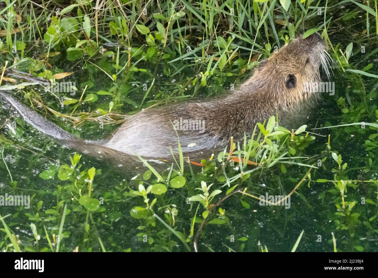 Nutria nageant et se nourrissant le long de la rive de l'étang à Bird Island Park le long de la Floride A1A à Ponte Vedra Beach, Floride. (ÉTATS-UNIS) Banque D'Images