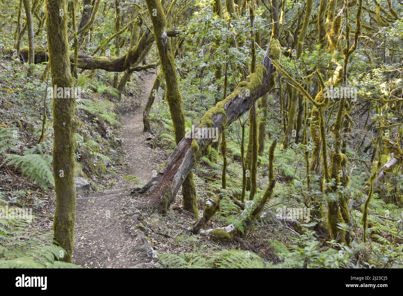 Sentier de randonnée à travers la forêt de Laurier à feuilles persistantes, arbres couverts de mousse dans le parc national de Garajonay la Gomera îles Canaries Espagne. Banque D'Images
