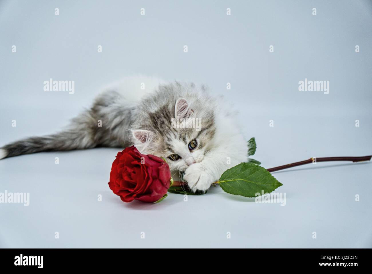 Chaton sibérien sur un fond coloré avec des roses Banque D'Images