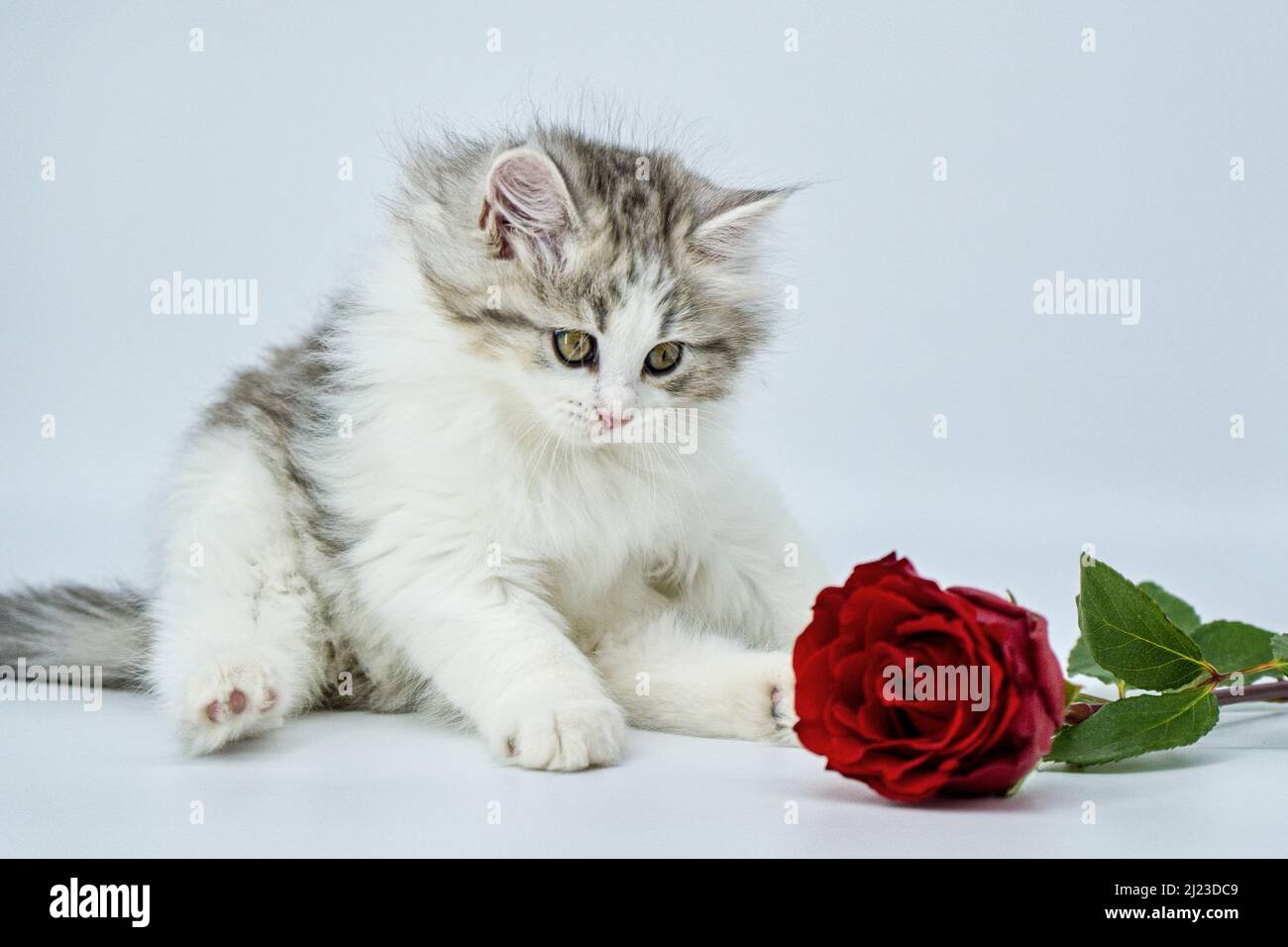 Chaton sibérien sur un fond coloré avec des roses Banque D'Images