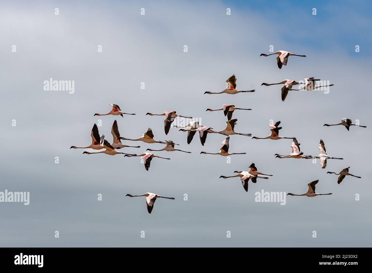 Floqué de flamants roses volant en Namibie, de beaux oiseaux Banque D'Images