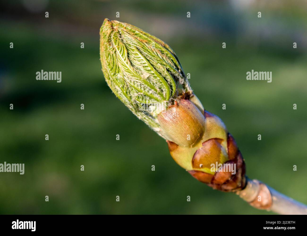 Royaume-Uni, Angleterre, Devonshire. Un arbre de châtaignier de cheval s'ouvre de bourgeons collants au printemps. Banque D'Images