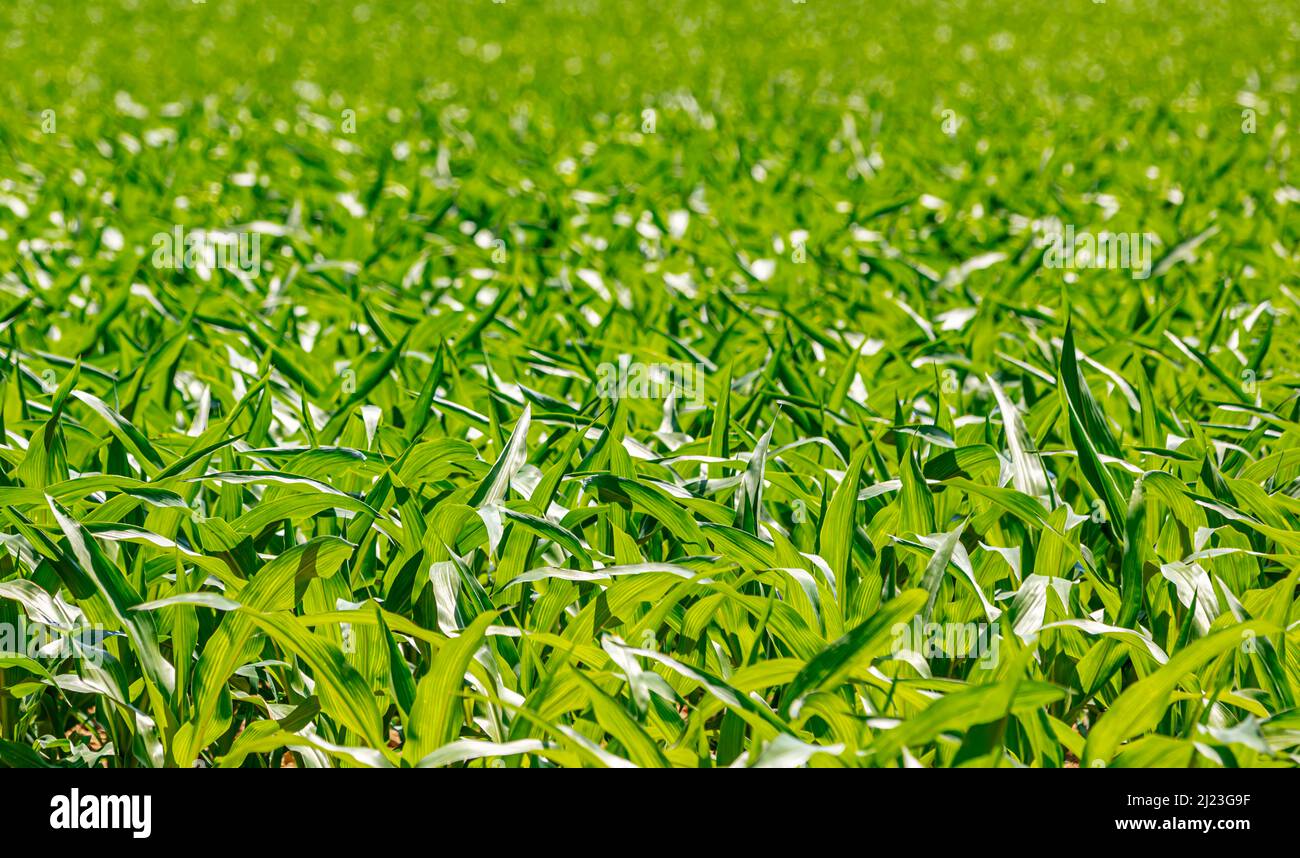 Image détaillée de jeunes plants de maïs Banque D'Images