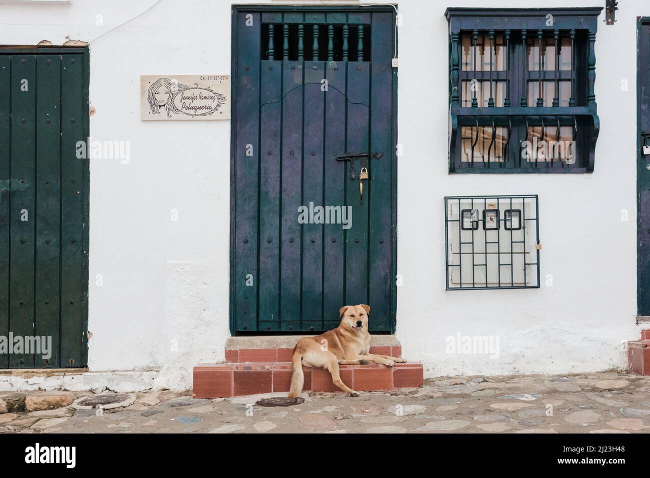Chien reposant sur porte Banque D'Images