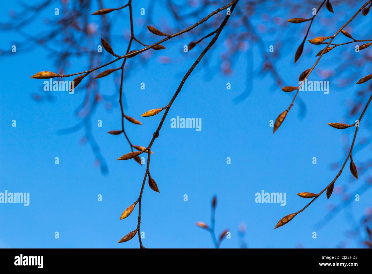 Le hêtre européen (Fagus sylvatica) bourgeons sur les brindilles au printemps, en Hongrie, en Europe Banque D'Images