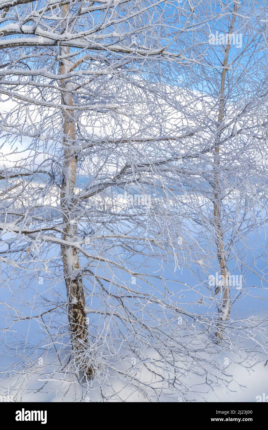 Vue détaillée du paysage d'hiver avec branches enneigées. Banque D'Images
