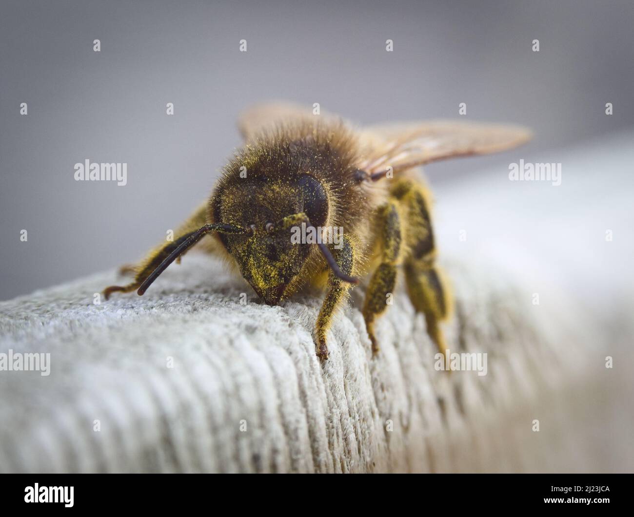 Macro photographie d'un ouvrier d'abeille occidentale du début du printemps (APIs mellifera) reposant sur une porte en bois, recouverte de pollen, peut-être d'un pissenlit. ROYAUME-UNI. Banque D'Images