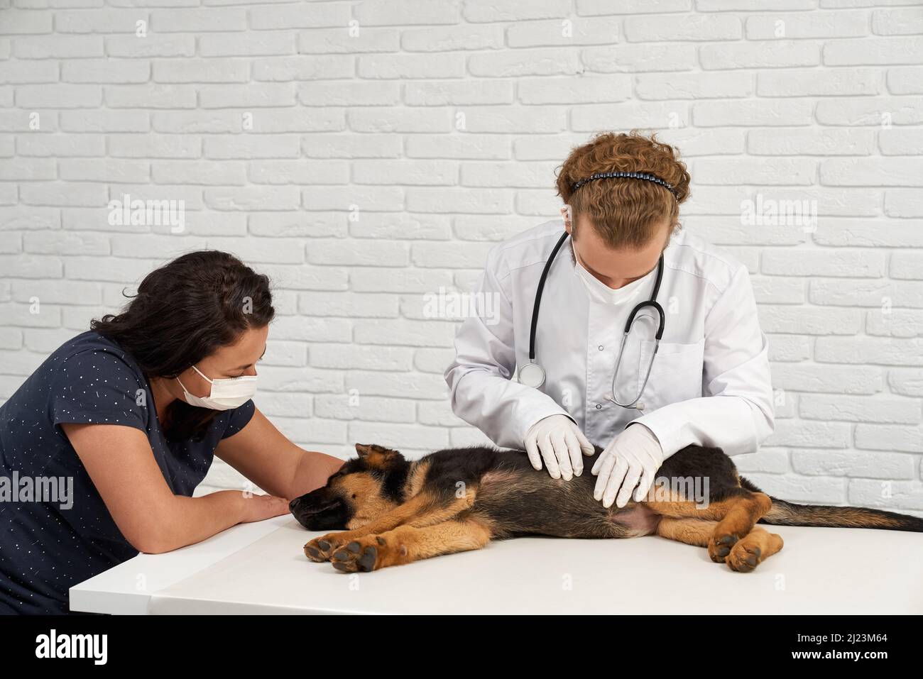 Vue de face du vétérinaire avec une infirmière examinant le Berger allemand dans la clinique vétérinaire. Médecin avec phonendoscope touchant le chien, animal allongé sur le côté dans la narcose. Concept de protection des animaux. Banque D'Images