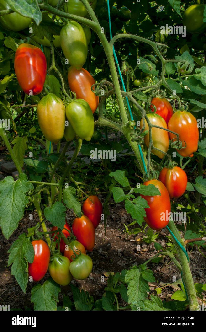 délicieux et rouge tomates naturelles Banque D'Images