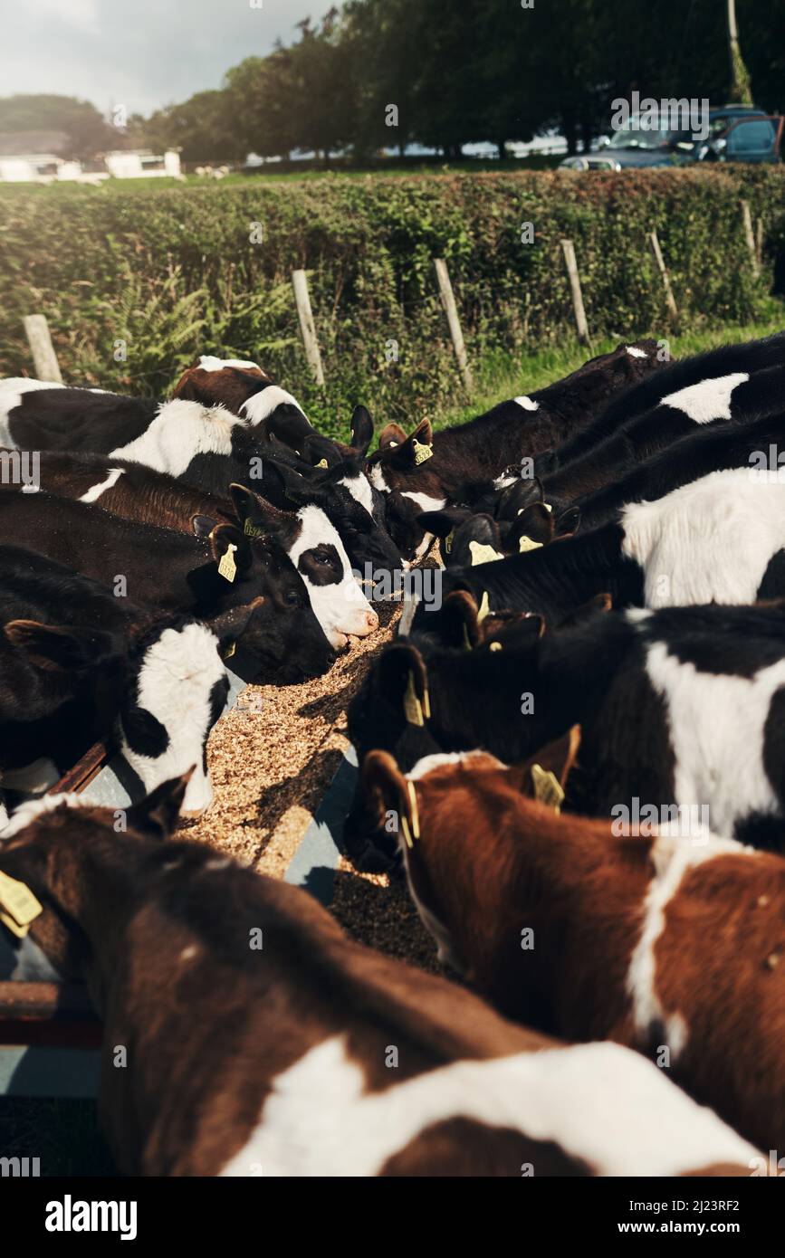 On dirait que toutes mes vaches sont ici. Prise d'un troupeau de vaches debout ensemble sur un champ vert à l'extérieur d'une ferme pendant la journée. Banque D'Images