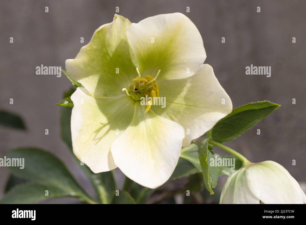 Fleur blanche Helleborus ou rose de Noël. La fleur du premier printemps fleurit tout le printemps Banque D'Images