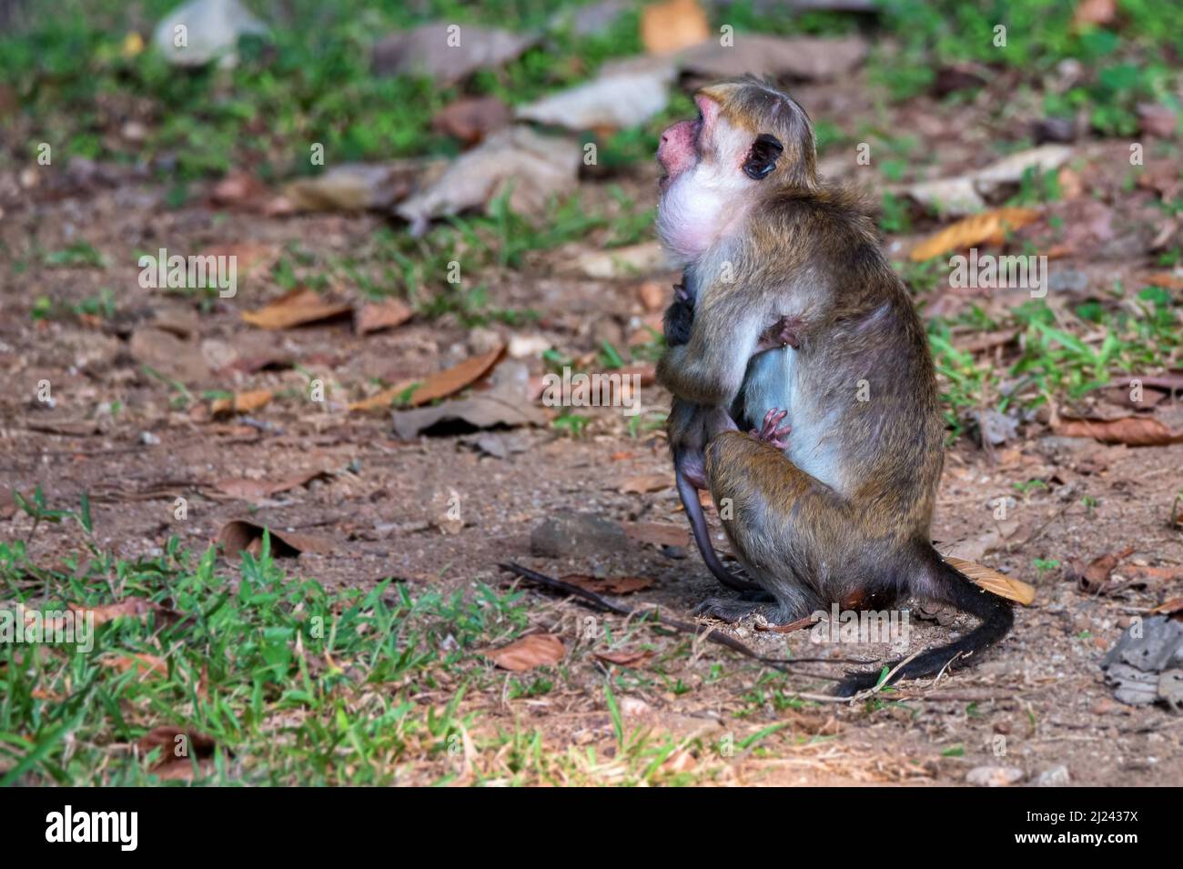 Portrait en gros plan de macaque macaque ou macaca sinica sri-lankais. Mère et bébé Banque D'Images