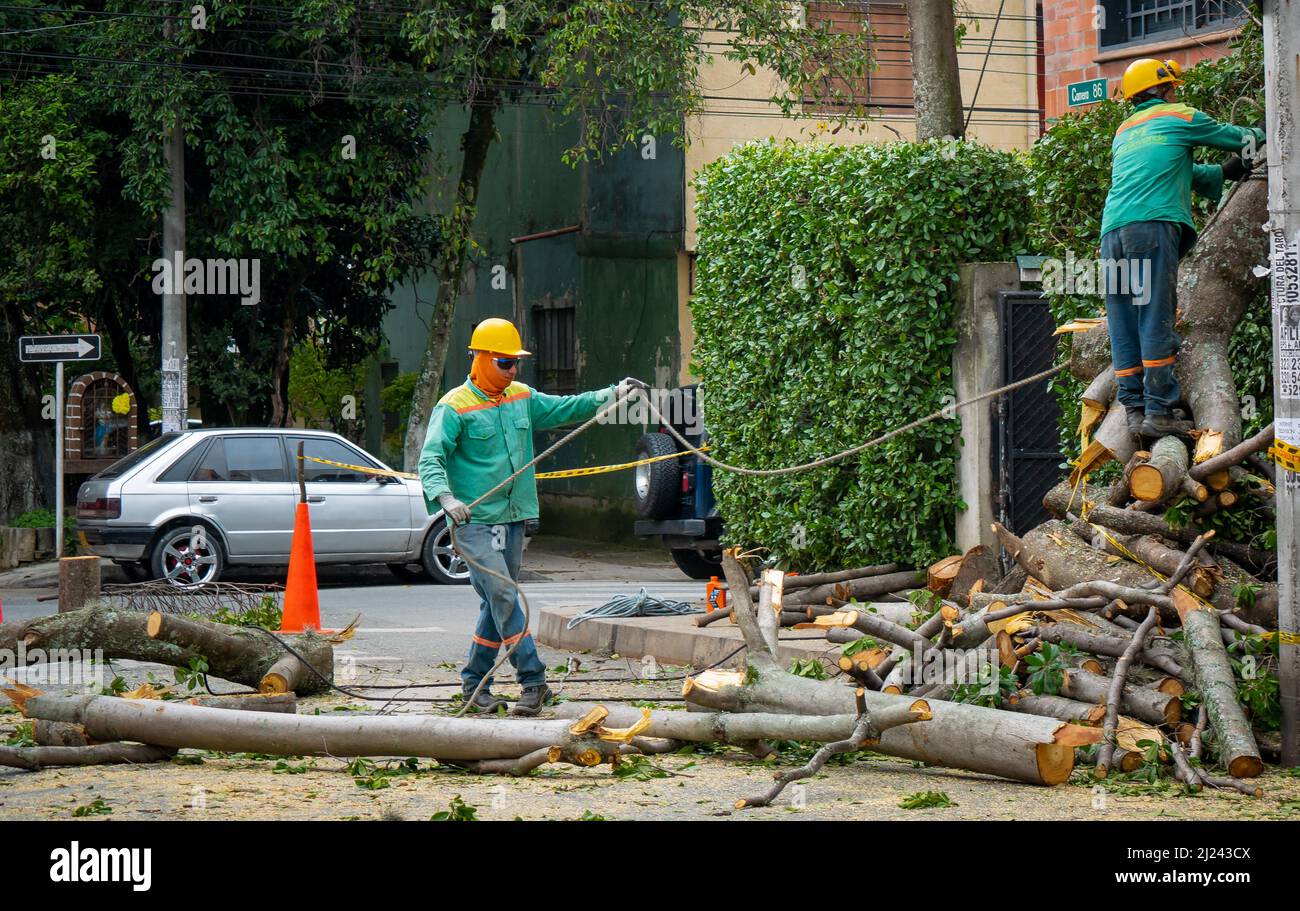 Medellin, Antioquia, Colombie - Mars 25 2022: Les travailleurs portant des costumes de protection verts et un chapeau rigide jaune tirent une rondin de bois avec une corde épaisse Banque D'Images Medellin, Antioquia, Colombie - Mars 25 2022: Les travailleurs portant des costumes de protection verts et un chapeau rigide jaune tirent une rondin de bois avec une corde épaisse Banque D'Images