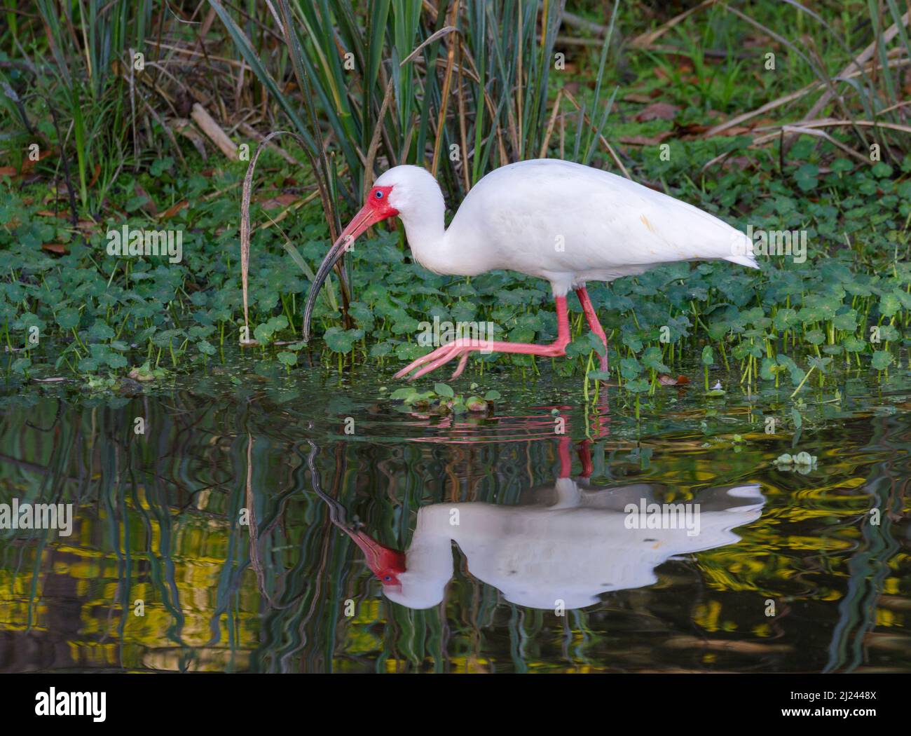 Ibis blanc américain (Eudocimus albus) se nourrissant dans un lac forestier, parc régional de Brazos Bend, Needville, Texas, États-Unis. Banque D'Images
