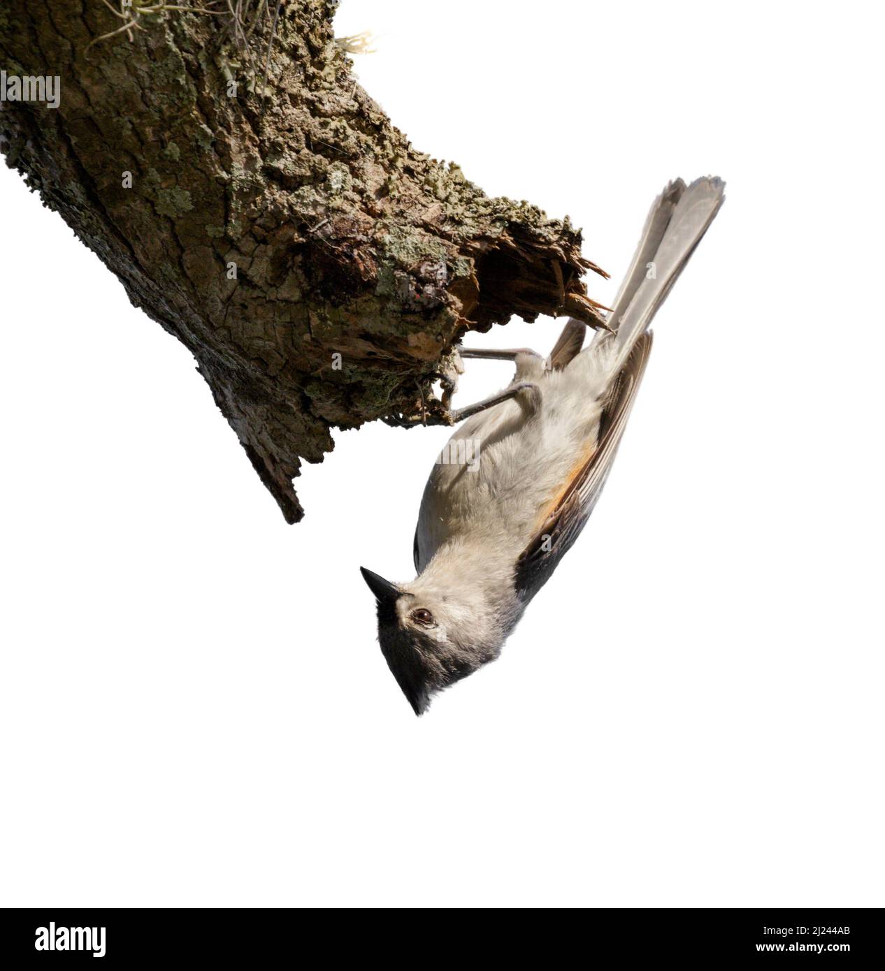 Titmouse touffeté (Baeolophus bicolor) se nourrissant à l'envers, isolée sur fond blanc Banque D'Images