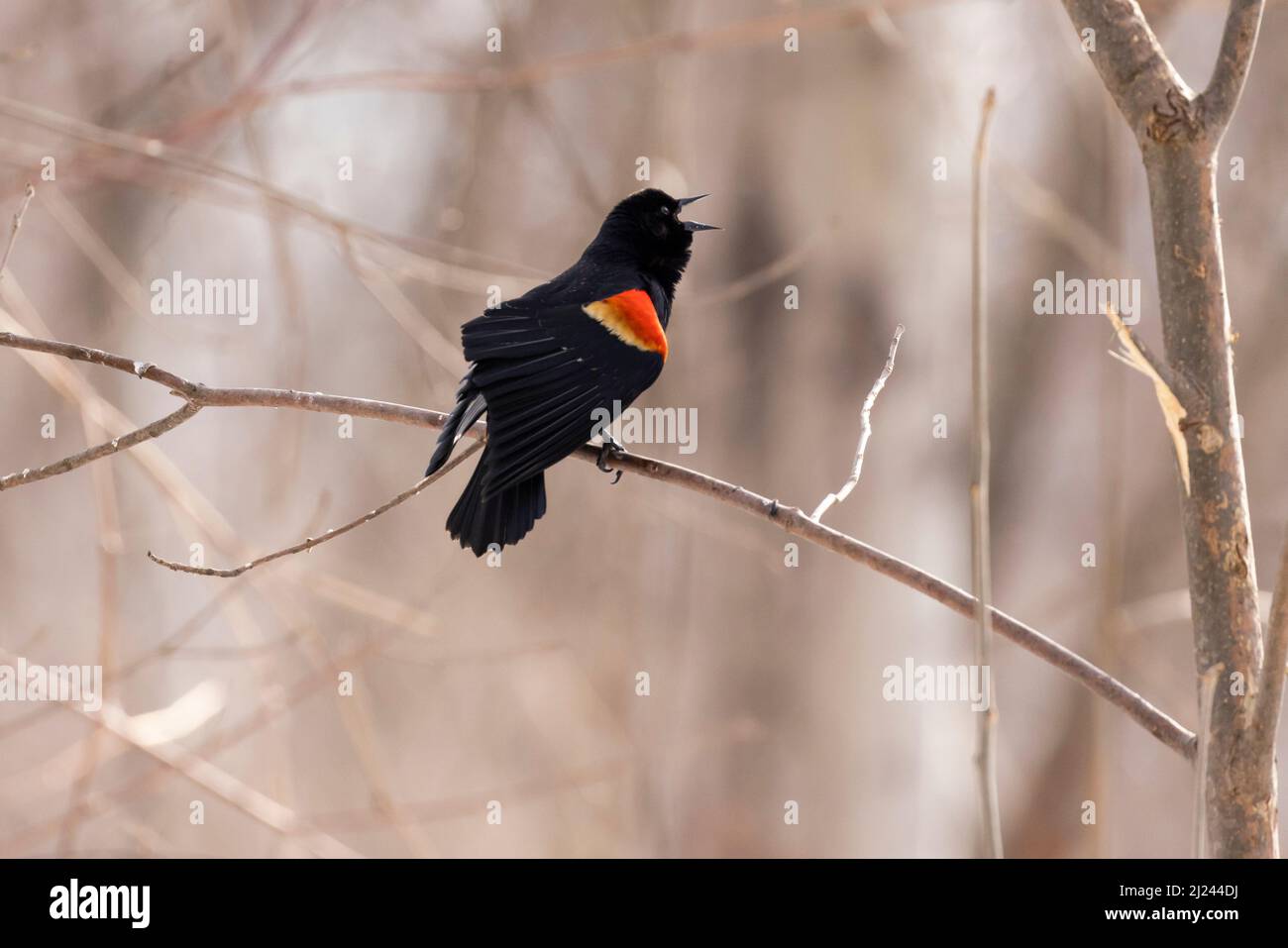 Le blackbird ailé rouge (Agelaius phoeniceus) Banque D'Images