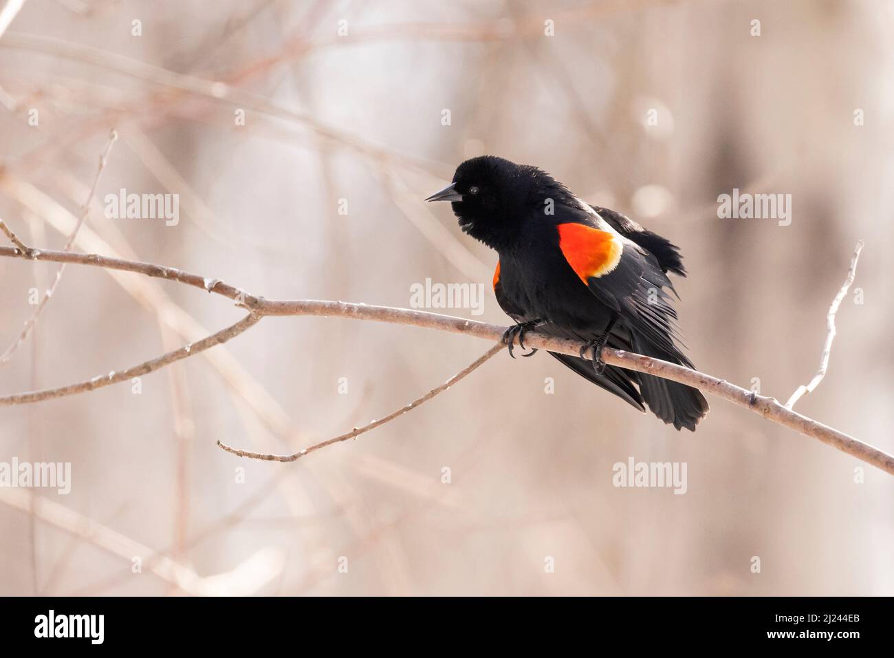 Le blackbird ailé rouge (Agelaius phoeniceus) Banque D'Images