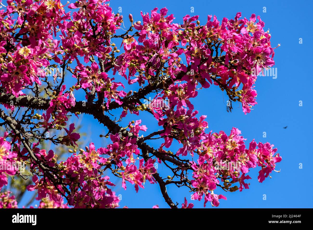 Fleurs roses d'un arbre de ceiba Banque D'Images