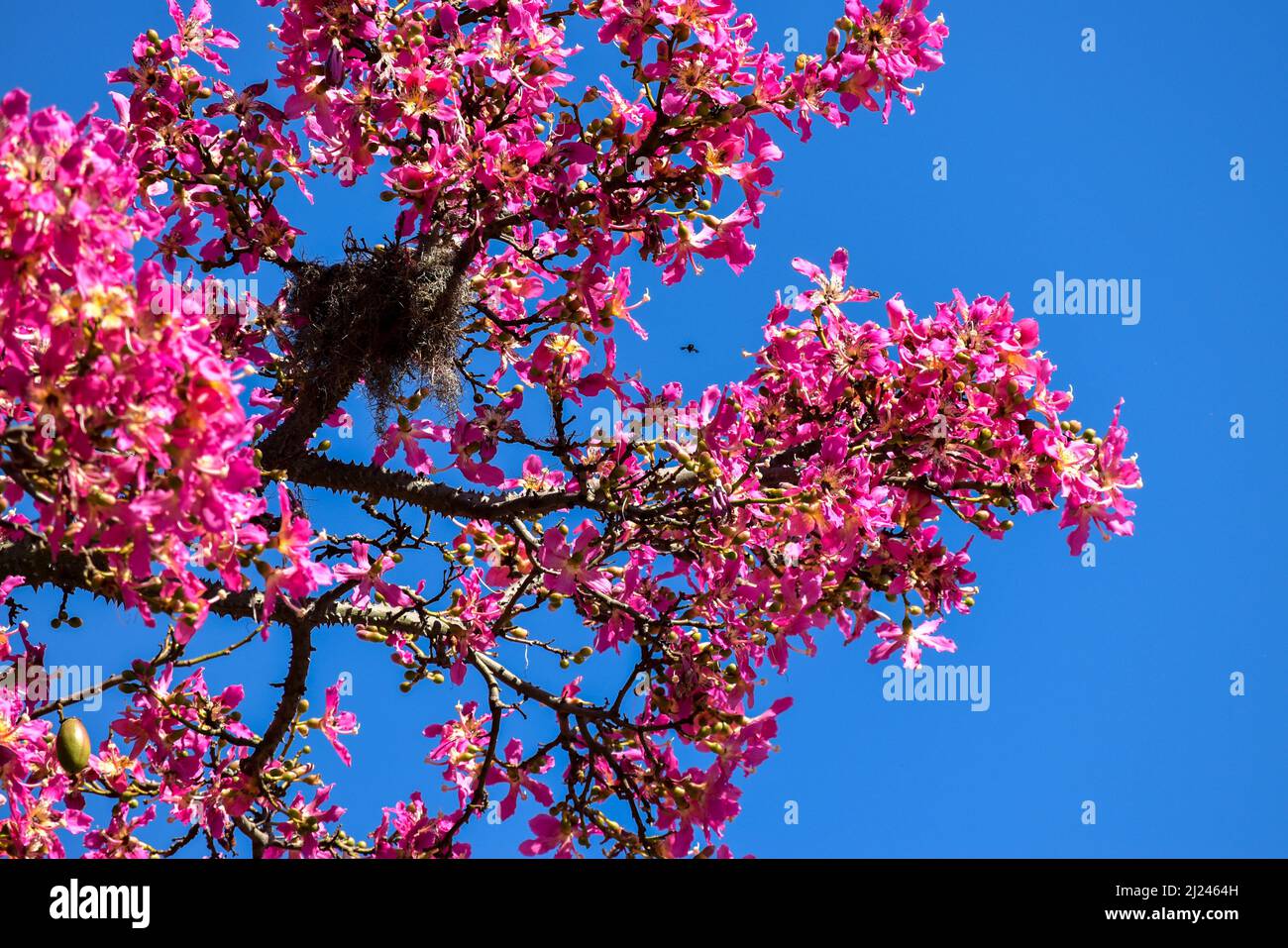 Fleurs roses d'un arbre de ceiba Banque D'Images