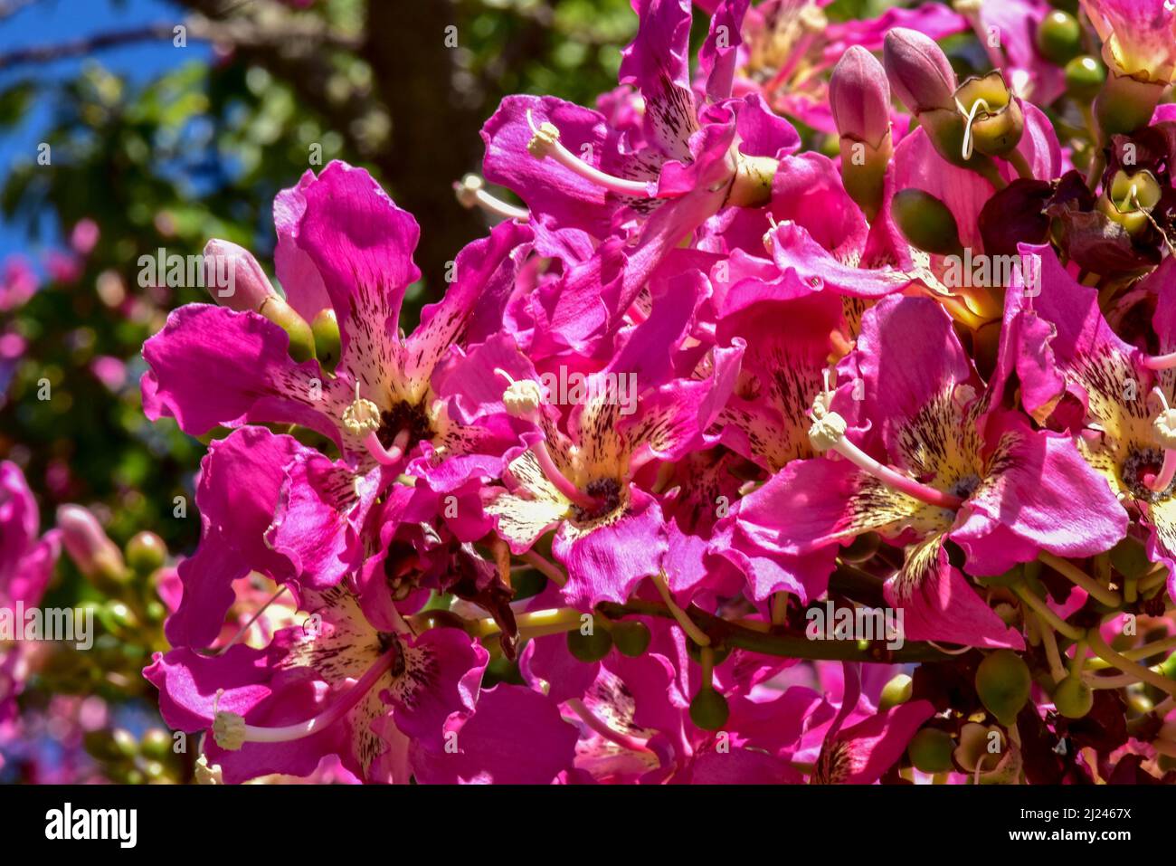 Fleurs roses d'un arbre de ceiba Banque D'Images