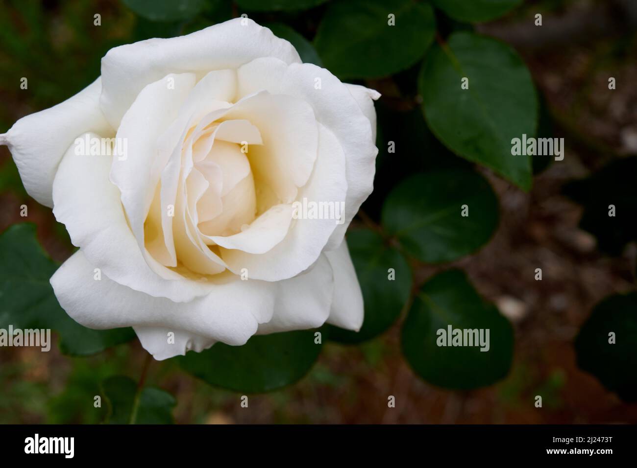 Gros plan sur une fleur entièrement ouverte de rose de thé hybride Pascale, une rose de jardin blanche de style ancien. Banque D'Images