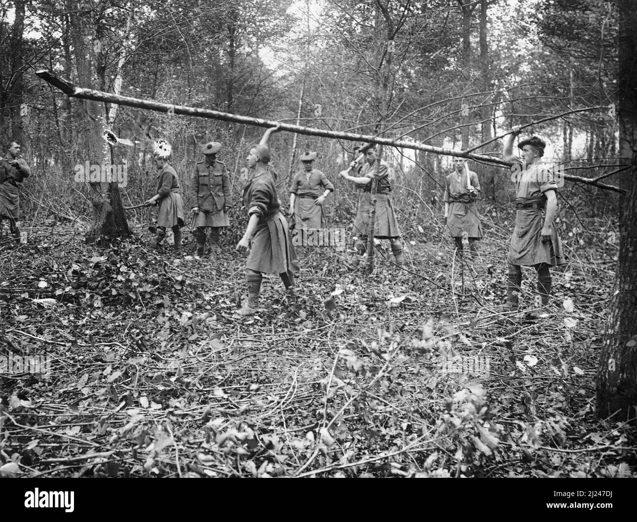 Troupes écossaises, probablement Gordon Highlanders, coupant des arbres dans un bois à Querrieu pour la construction de routes, sur le front de la somme, septembre 1916. Banque D'Images