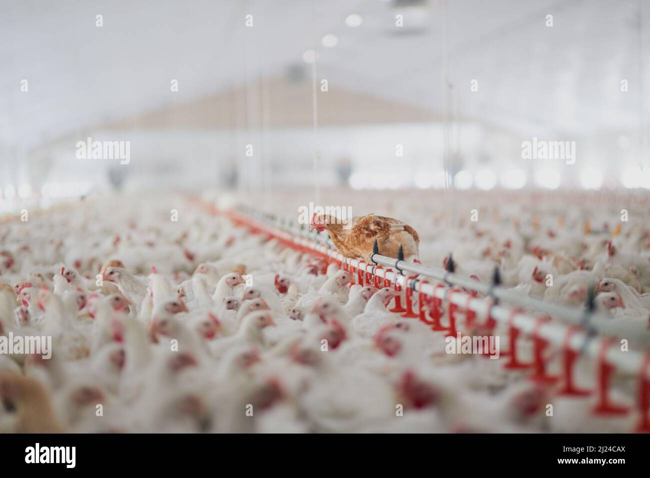 Bienvenue au poulailler. Prise d'un grand troupeau de poules de poulet dans un grand entrepôt sur une ferme. Banque D'Images