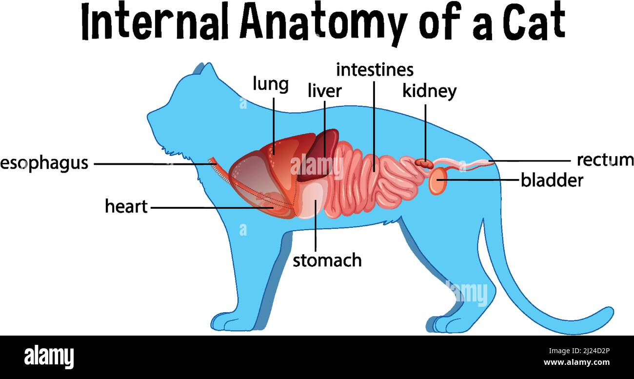 Anatomie d'une illustration Cat domestique Illustration de Vecteur