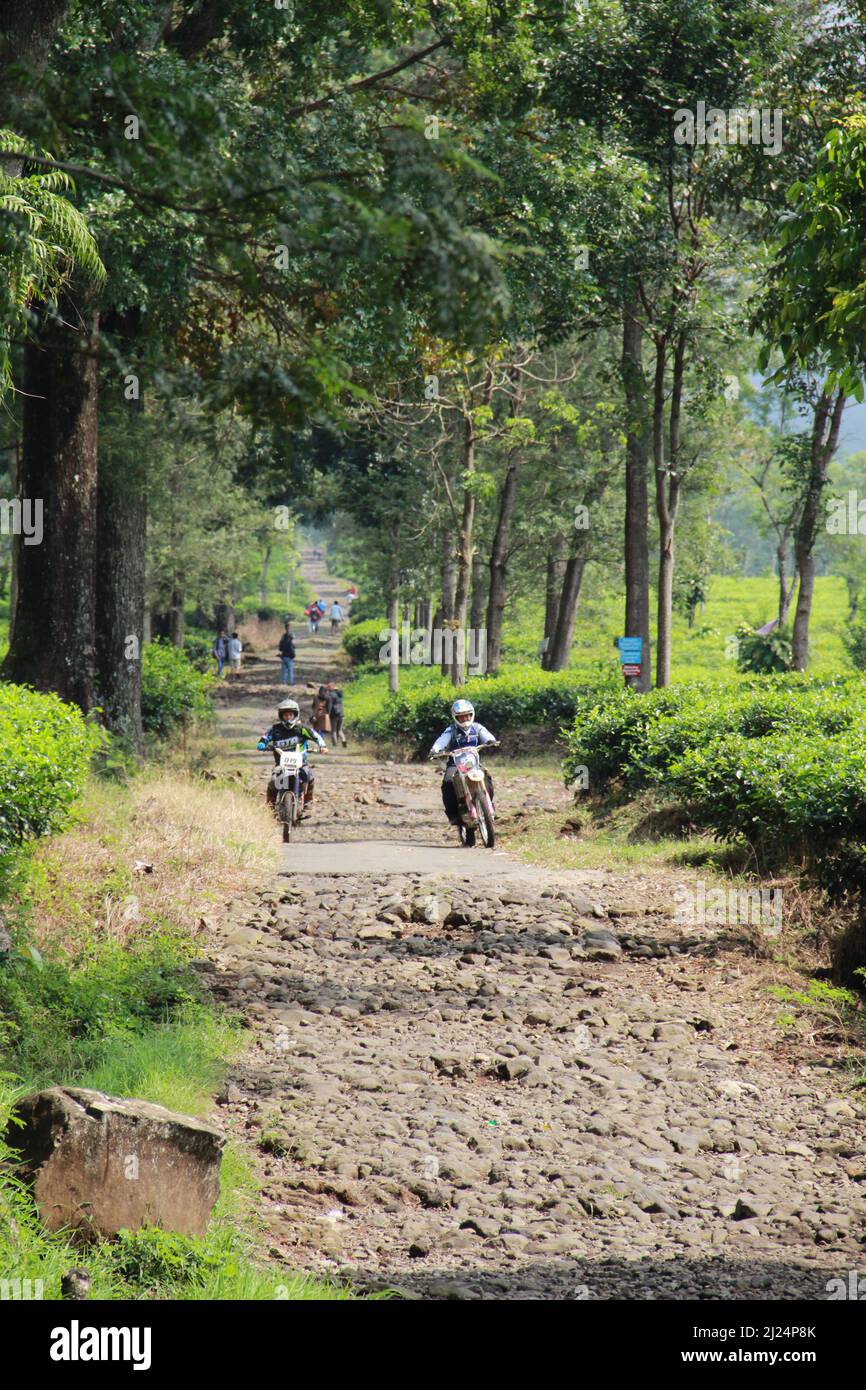 MALANG, INDONÉSIE - 28 avril 2019 : plantation de thé Lawang (kebun teh lawang), Malang, Java-est Banque D'Images