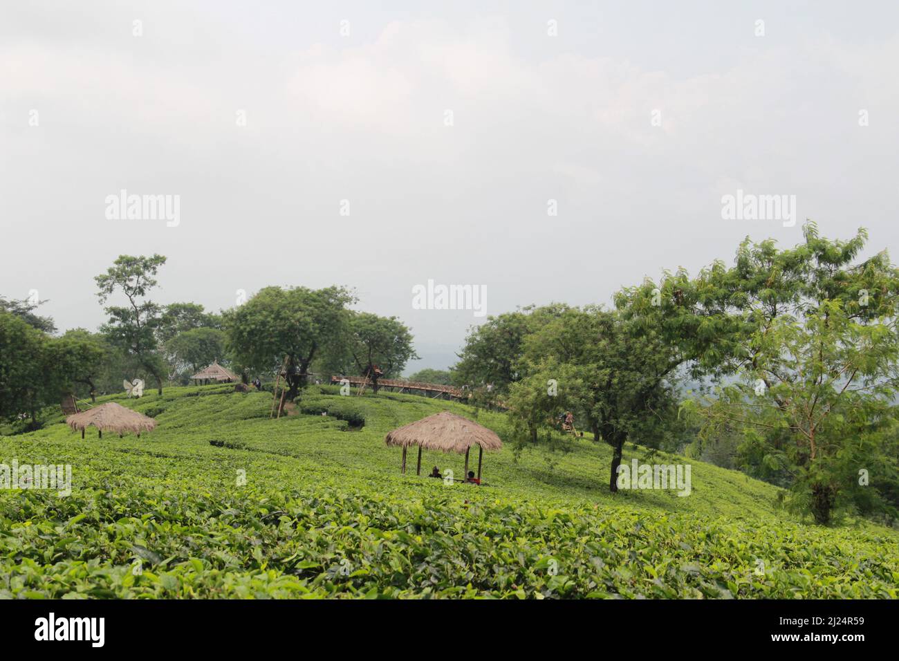 MALANG, INDONÉSIE - 28 avril 2019 : plantation de thé Lawang (kebun teh lawang), Malang, Java-est Banque D'Images