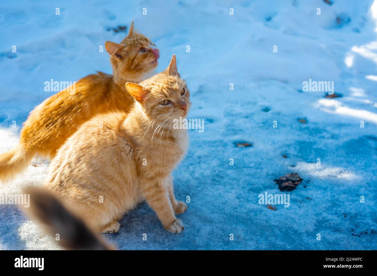 Les chats errants sans-abri implorer pour de la nourriture en hiver. Le problème des sans-abri, des animaux isolés et abandonnés. Le concept d'abri pour les chats isolés. Le problème des animaux isolés Banque D'Images