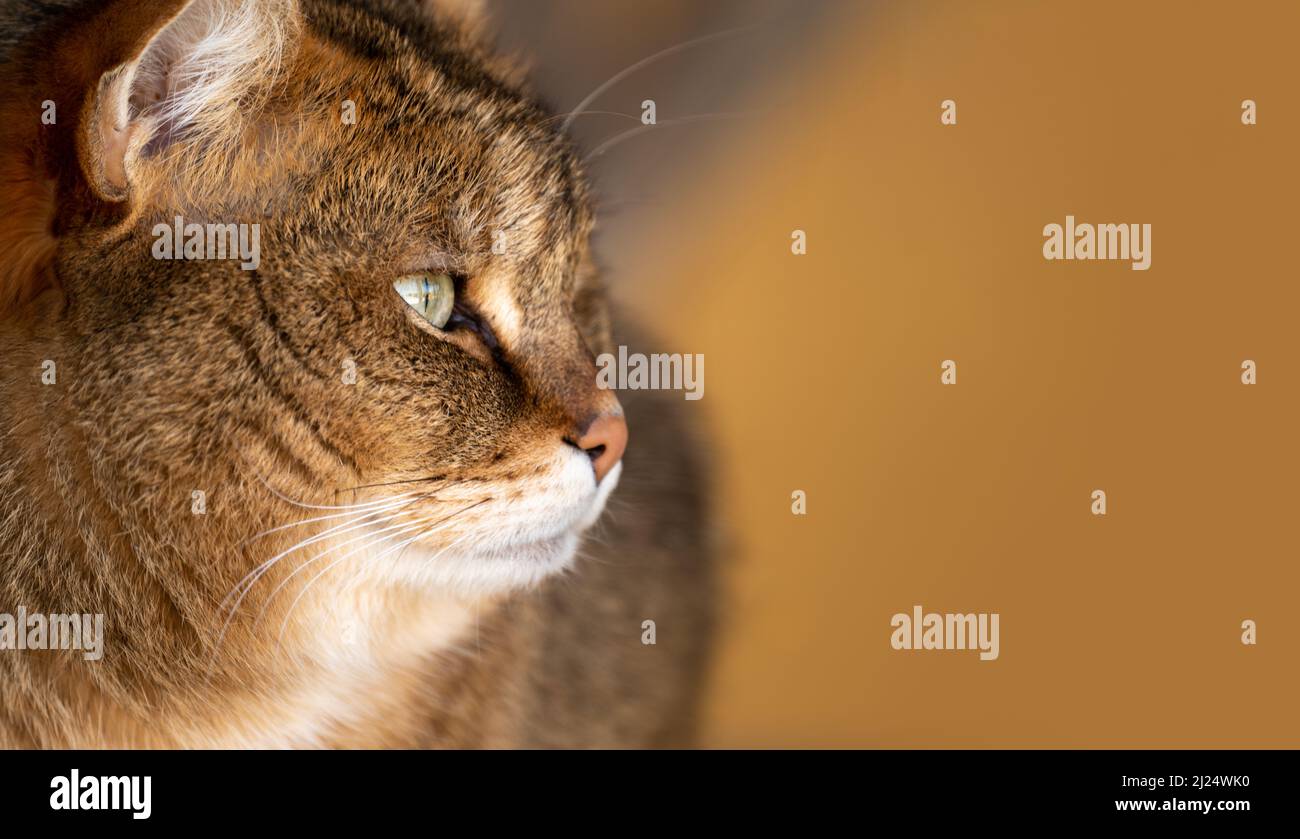 Belle image de chat de jungle Felis Chaux également appelé chat de roseau et chat de marais. Gros chat brun gros vers le haut. Gros plan Banque D'Images