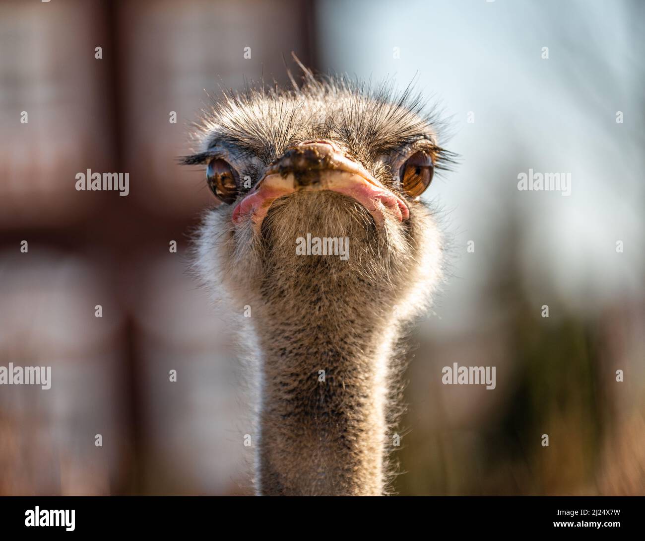Photo d'un autruche regardant la caméra. Potrait d'une tête d'autruche en environnement naturel. Autruche commune Banque D'Images