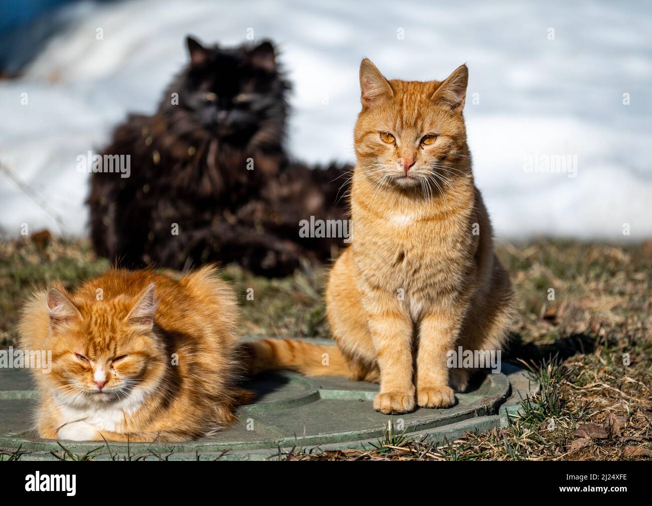 Les chats errants sans-abri implorer pour de la nourriture en hiver. Le problème des sans-abri, des animaux isolés et abandonnés. Le concept d'abri pour les chats isolés. Le problème des animaux isolés Banque D'Images