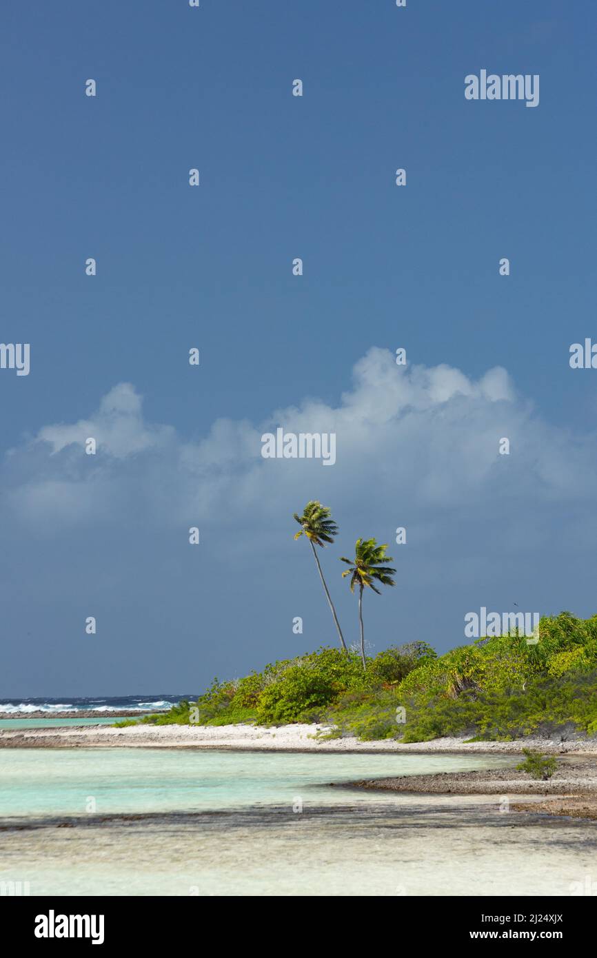 atolls bordés de palmiers dans l'archipel de Tuamotu Banque D'Images