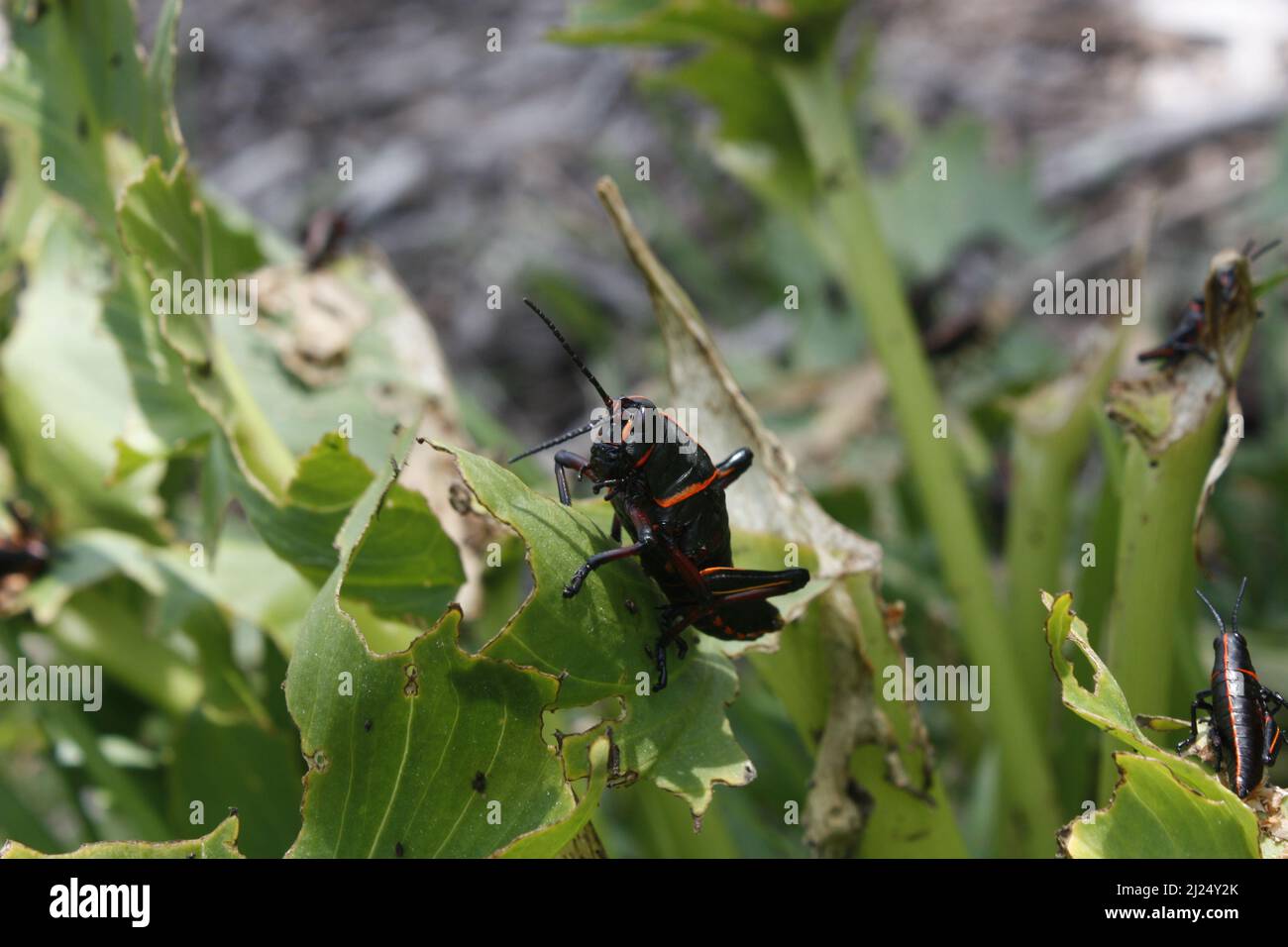Gros plan d'une grande sauterelle noire mangeant des feuilles dans la forêt Banque D'Images