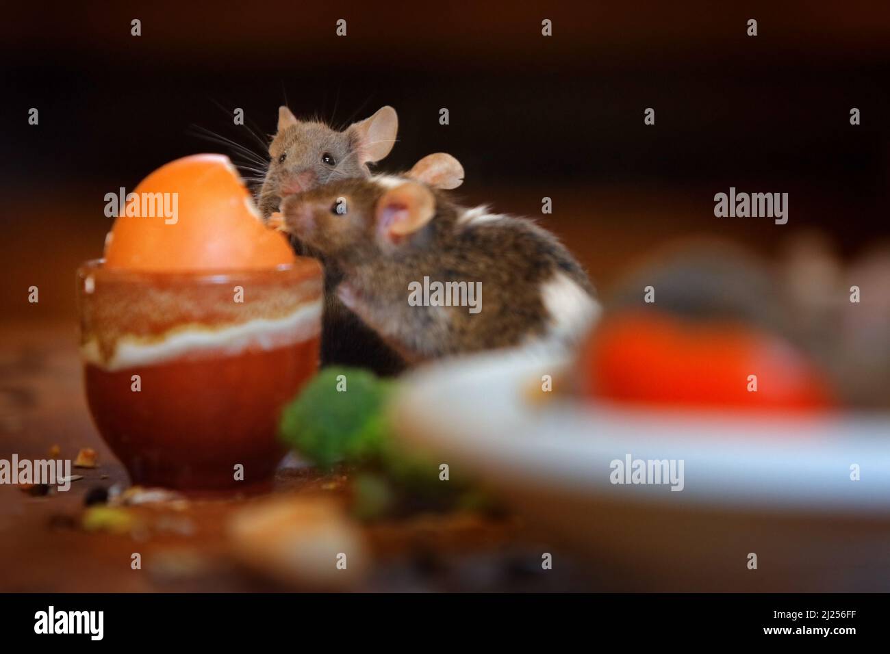 Souris à la cuisine maison. La souris de rat, Rattus norvegicus, mange des déchets alimentaires provenant de plats sales, qui ont un comportement animal dans la construction. Faune urbaine i Banque D'Images