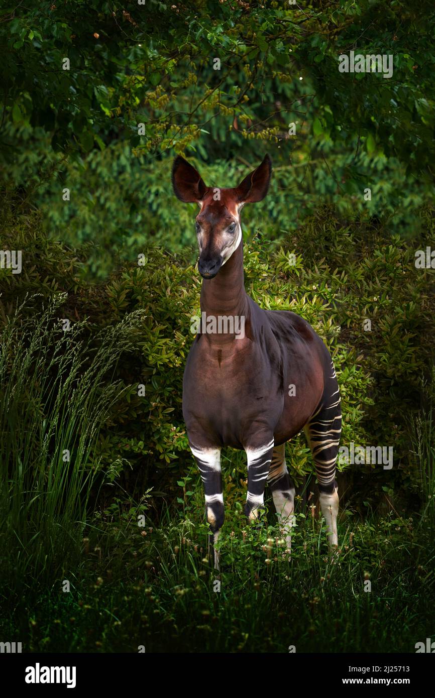 Okapi, Okapia johnstoni, girafe forestière rare brune, dans l'habitat