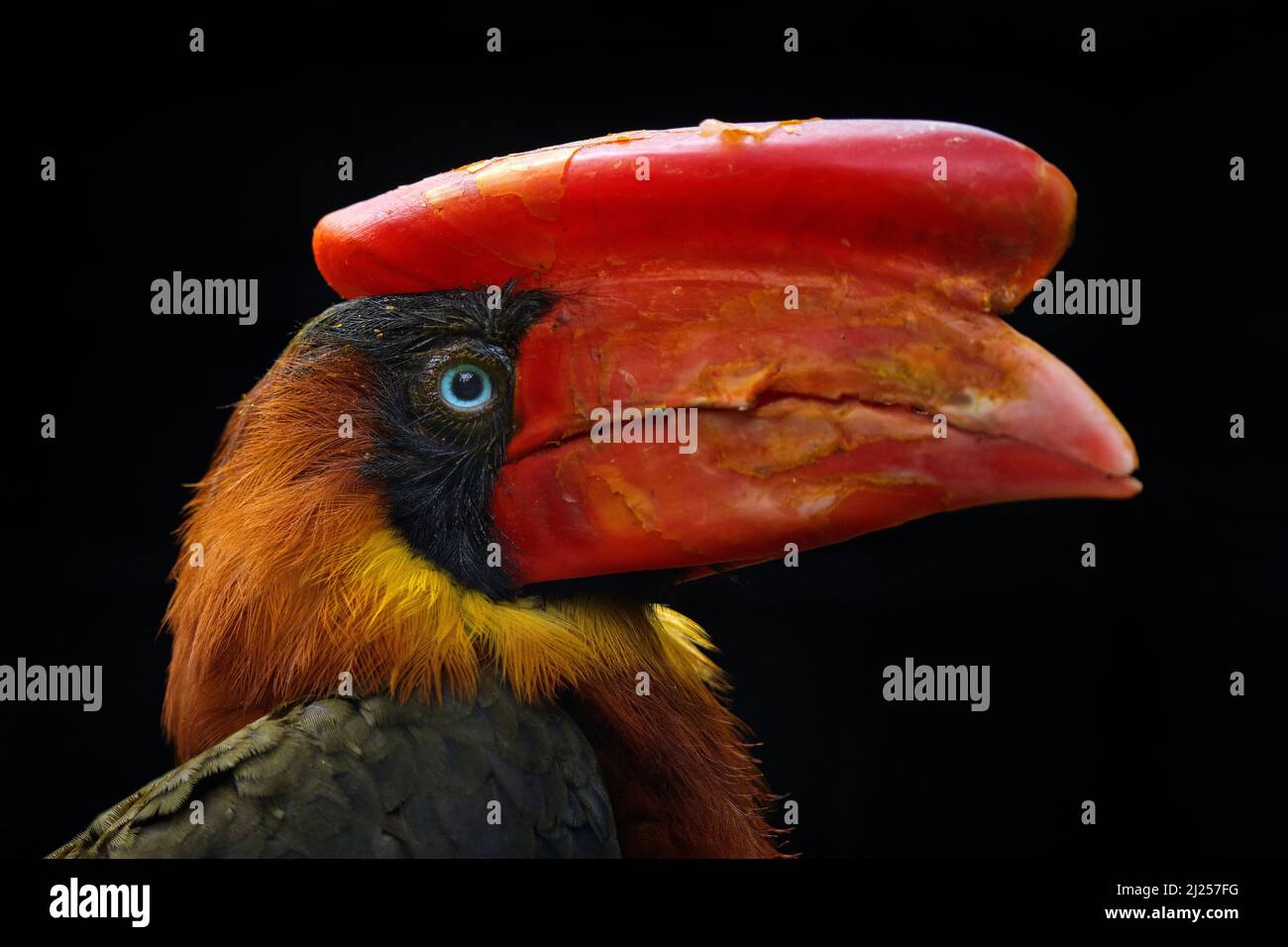 Portrait de détail charme à motif de facture rouge. Charme rufeux du nord, Buceros hydrocorax, oiseau philippin dans l'habitat de la forêt sombre. Tête avec grand bec rouge de Banque D'Images