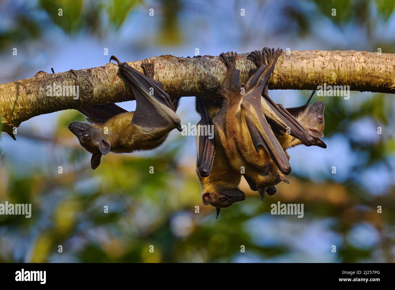 Chauve-souris de fruits de couleur paille, Eidolin helvum, sur l'arbre pendant la soirée, Kisoro, Ouganda en Afrique. Colonie de chauves-souris dans la nature, la faune. Déplacement Banque D'Images