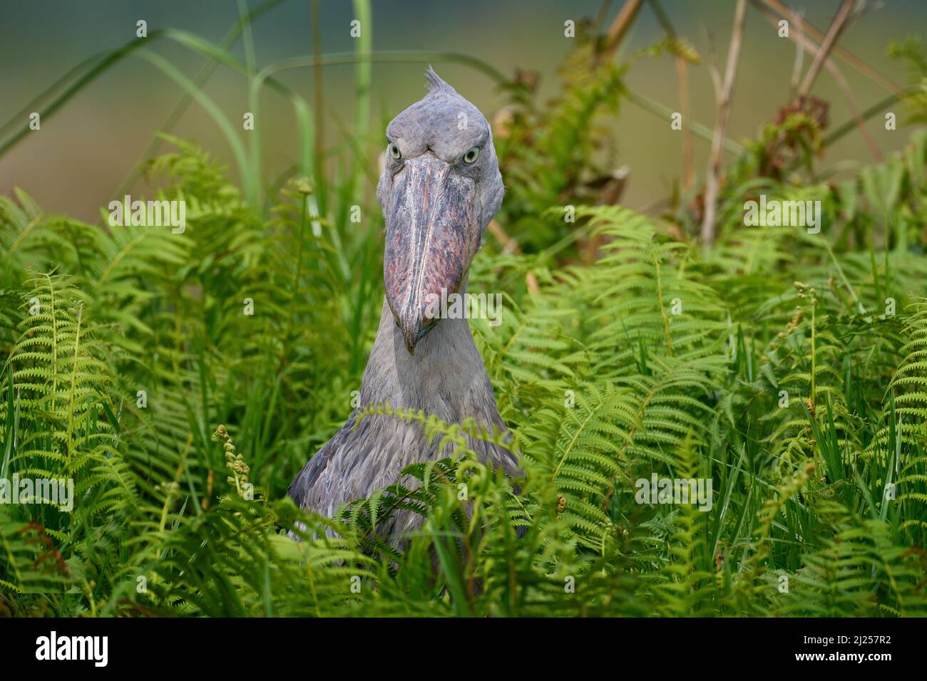 Faune ougandaise. Shoebill, Balaeniceps rex, caché dans la végétation verte. Portrait d'un grand oiseau à bec, marais de Mabamba. Observation des oiseaux en Afrique. Mystique Banque D'Images