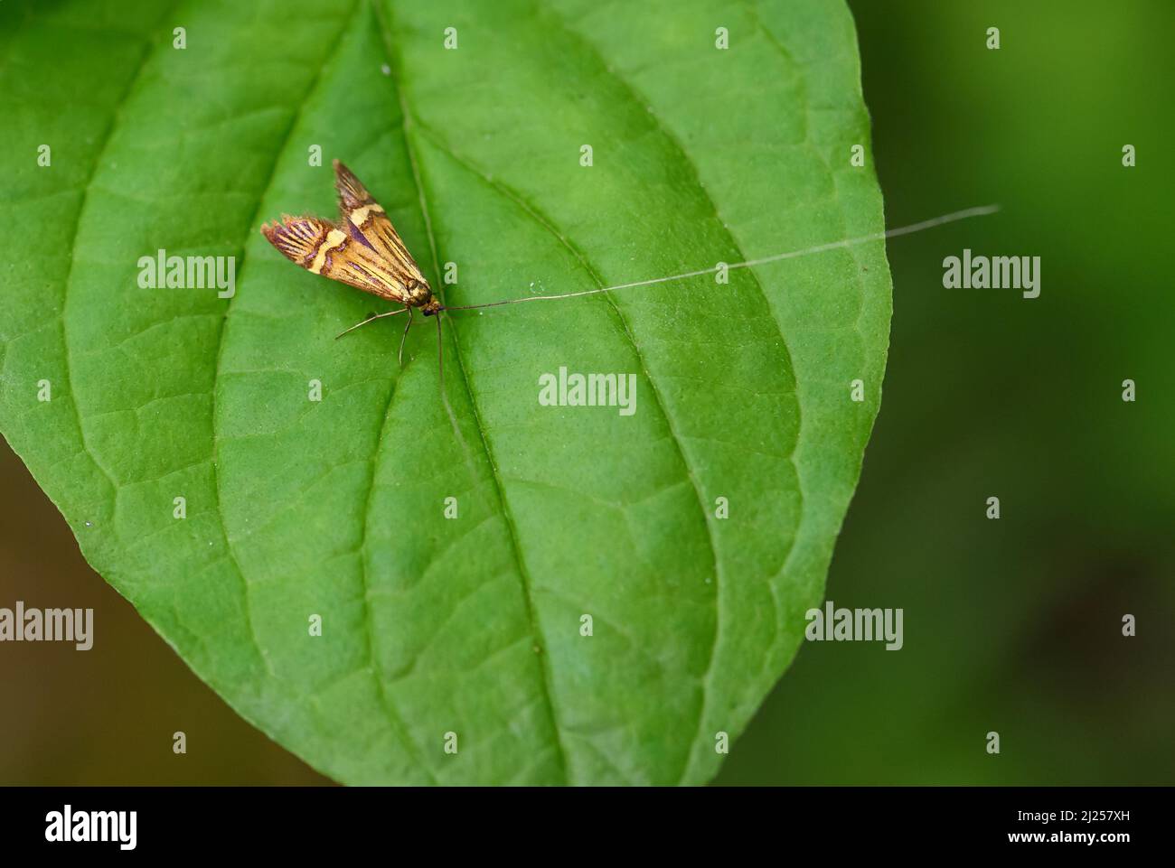 Longhorn Moth - Nemophora degeerella, petite espèce de papillon des forêts et des forêts européennes, République tchèque. Banque D'Images