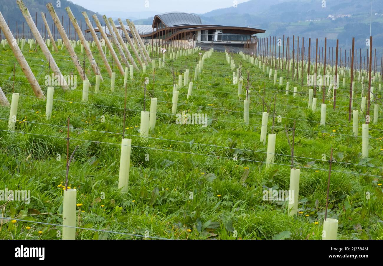 paysage avec vignobles à euskadi Banque D'Images