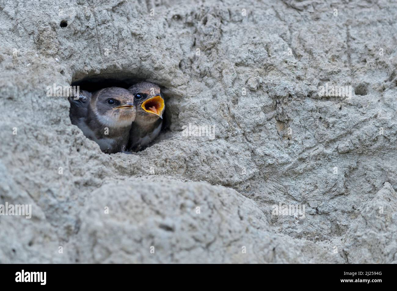 Sable martin (Riparia riparia). Deux jeunes martins de sable attendent de la nourriture à l'entrée du nid, tandis qu'ils regardent soigneusement les oiseaux adultes qui volent. Allemagne Banque D'Images